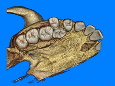Insights Diagnostic CBCT Scan Services 8 x 5 cm (quarter face maxilla or mandible)
